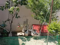 Geese — photo 1