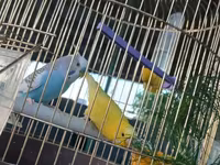 Qefesle birlikde 40m tek Qus 30m — фото 3