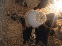 Turkeys — photo 2