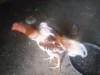 Chickens — photo 6