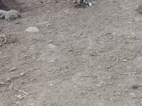 Chickens — photo 8