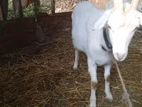 Dişi keçi, Saanen goat — foto 4