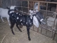 Keçi, Beetal goats — foto 7