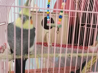Nimfa (cockatiel) cütü və qəfəs dəsti - Növ: Nimfa (Nymphicus — фото 1