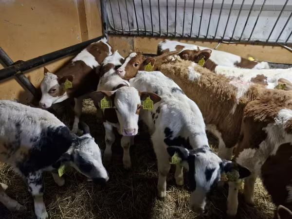 ثور, Simmental cattle