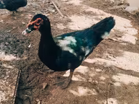 Ducks — फ़ोटो 4