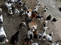Chickens — photo 7