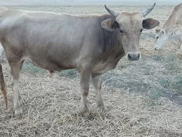 Buğa, Azərbaycan zebu — Azərbaycan