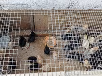 Chickens — photo 4