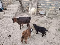 Goat, Goats — photo 6