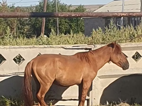 Кінь, Mugalzhar horse