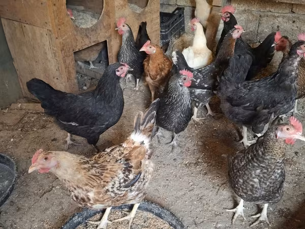 Chickens — Azerbaijan
