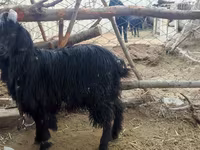 Dişi keçi, Dagestan coarsewool goat — foto 3