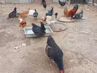 Chickens — Foto 2