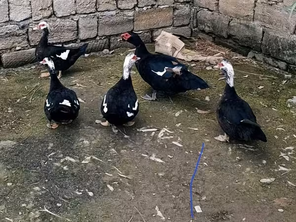 Ducks — Azərbaycan