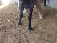 Qoç, Hissar sheep — foto 3