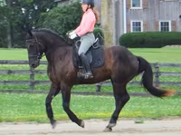 Hengst, Percheron — Foto 6