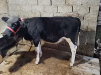 Byk, Russian Black pied cattle — zdjęcie 1