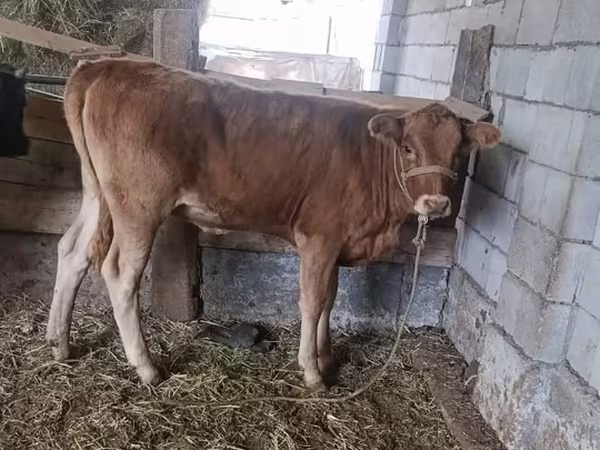 Vaca, Ganado vacuno