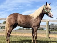 Horse (M), Rocky Mountain Horse — photo 2
