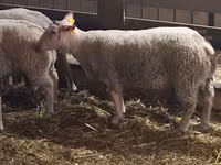 كبش, Charollais sheep — الصورة 3