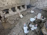 Chickens — photo 3