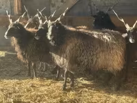 Owca, Racka sheep — zdjęcie 2