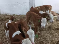 Buğa, Simmental cattle — foto 4
