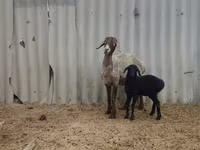 Qoyun, Arashan sheep — foto 3