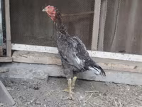 Chickens — photo 1