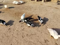 American Pekin — photo 2