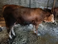 Cattle (batch, sex not specified), Cattle — photo 2