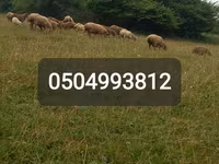Sheep (batch, sex not specified), Sheep — photo 3