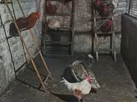 Chickens — photo 1