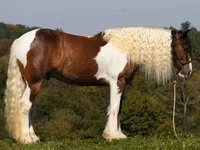 At, Pinto horses — foto 2