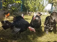Turkeys — الصورة 1