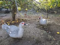 Ducks — الصورة 6