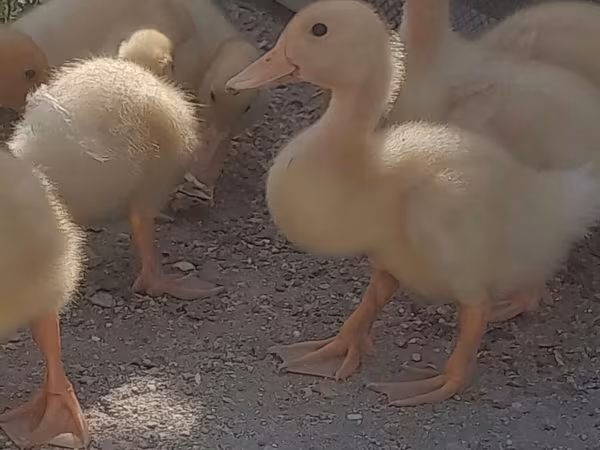 German Pekin — Azerbaijan