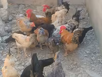Chickens — photo 2