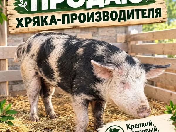 Кабан, Чочколор