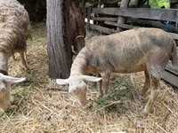 نعجة, Luzein sheep — الصورة 1
