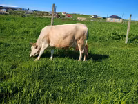 母牛, Wild yak — 照片 6