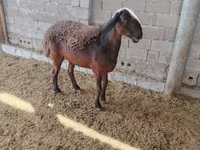 Qoyunlar (partiya, cinsi göstərilməyib), Blackheaded Persian sheep — foto 3