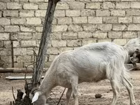 Ziege, Saanen goat — Foto 1