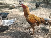 Malay Game — photo 3