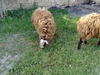 كبش, الأغنام — الصورة 7