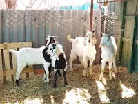 Keçi, Saanen goat — foto 6