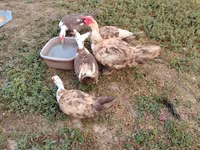 Ducks — फ़ोटो 5