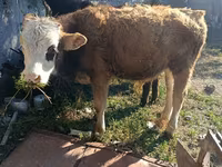 Byk, Simmental cattle — zdjęcie 1