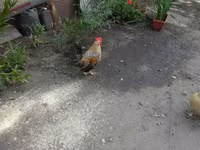 Japanisches Bantam — Foto 4